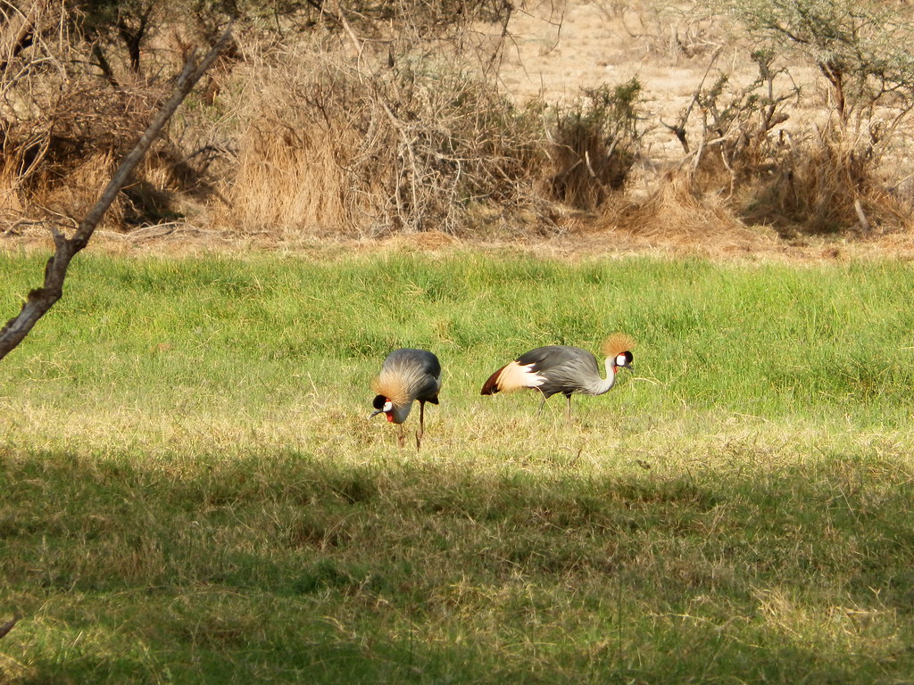 Uganda’s Bird Life