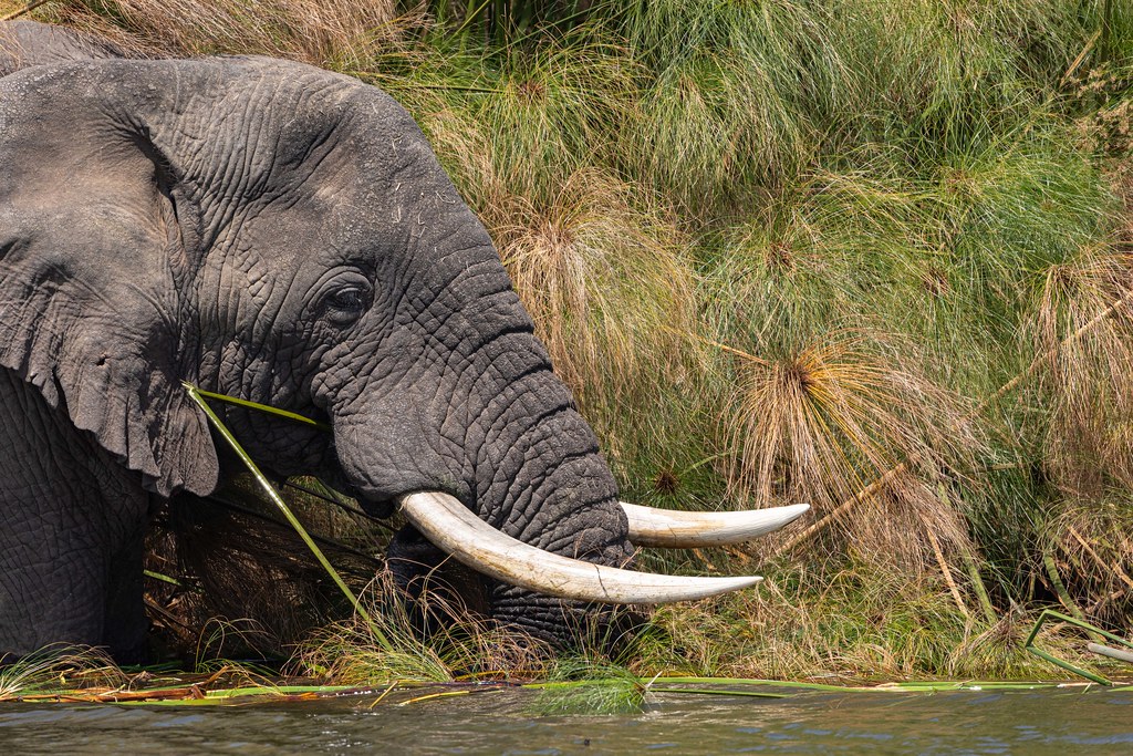 Boat Cruise Safari in Akagera National Park