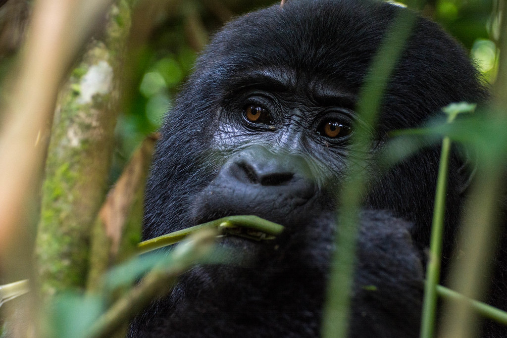 Nkuringo Bwindi Gorilla Lodge