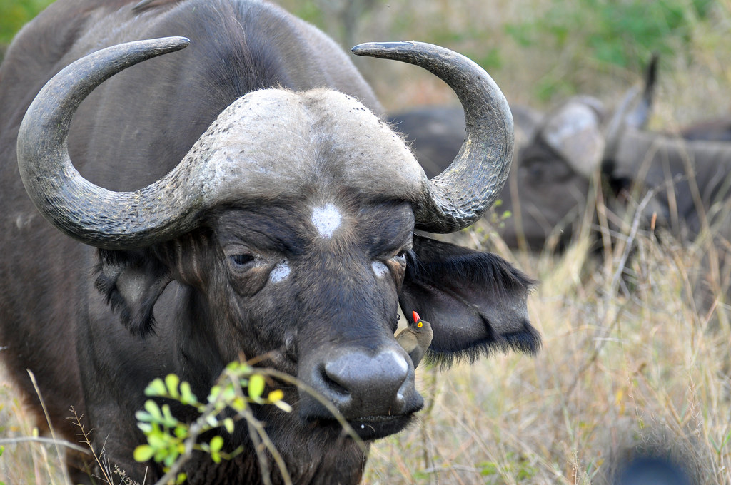 Buffalo Safari Lodge