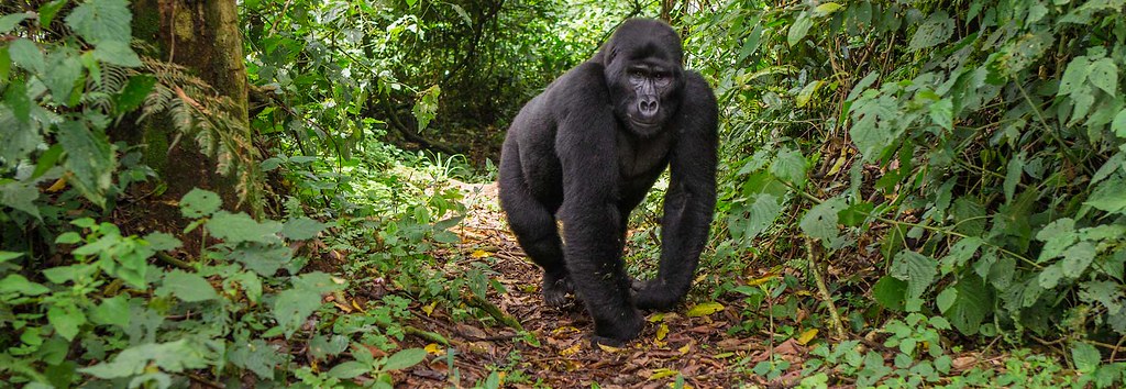Top Safari Destinations in Uganda