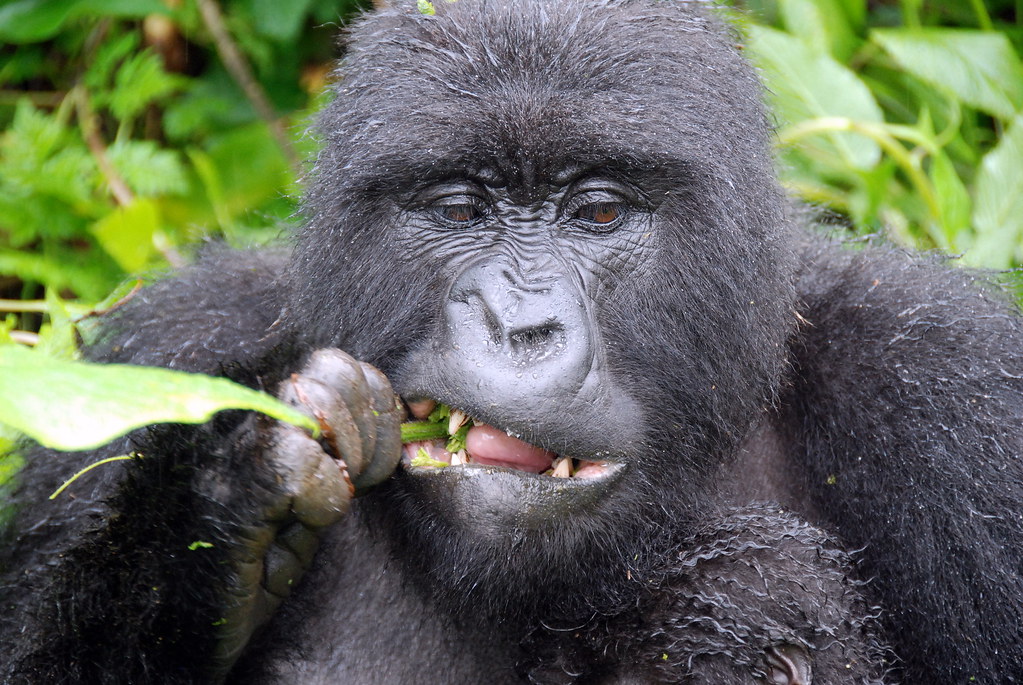 Best Things To Do While on a Safari in Uganda