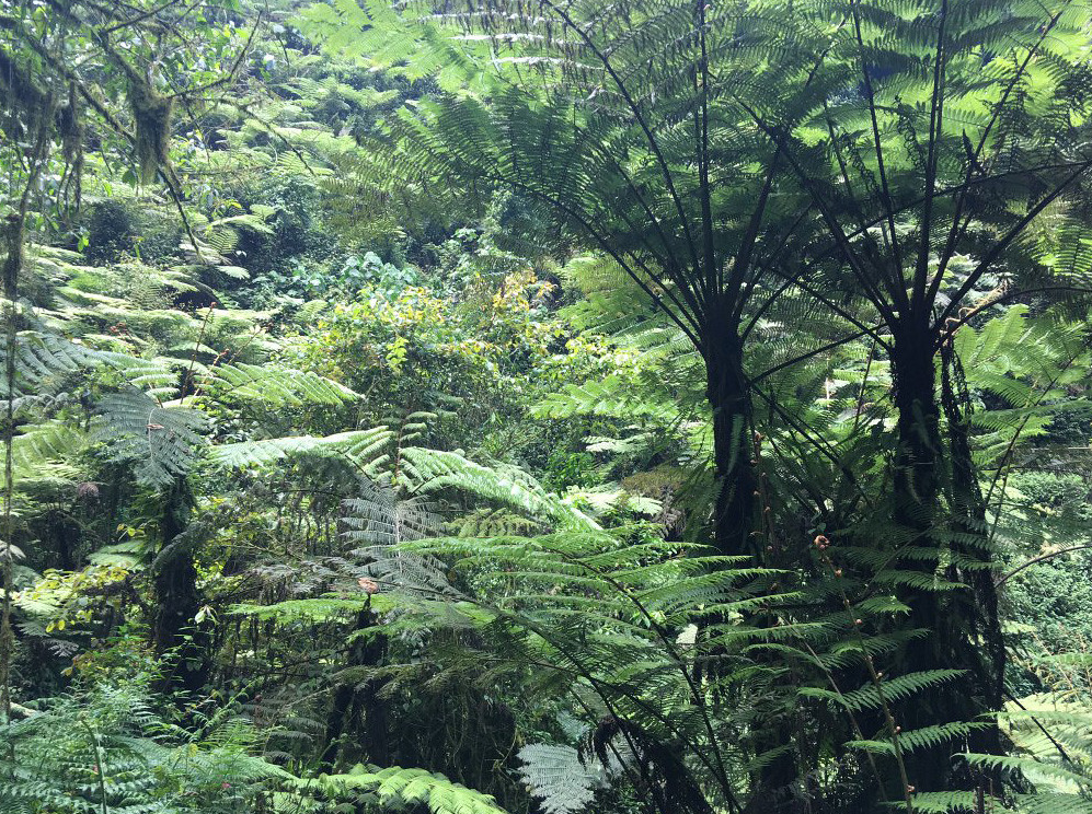 Chimpanzee Trekking Safaris in Rwanda