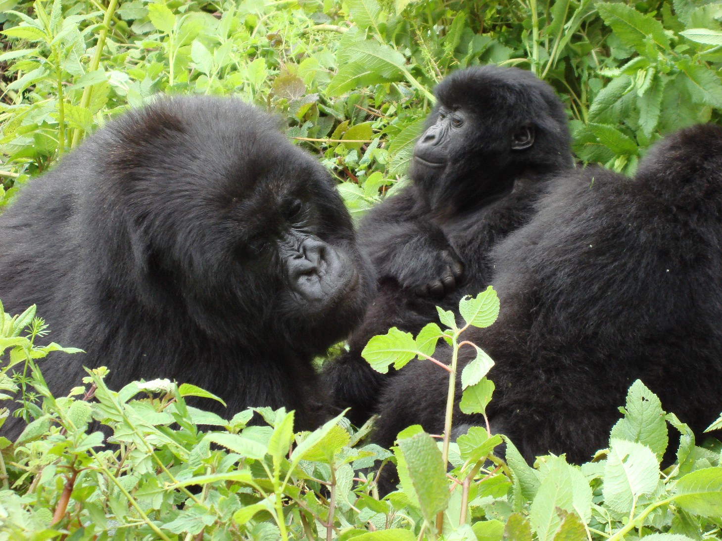 Gorilla Habituation Experience in Uganda