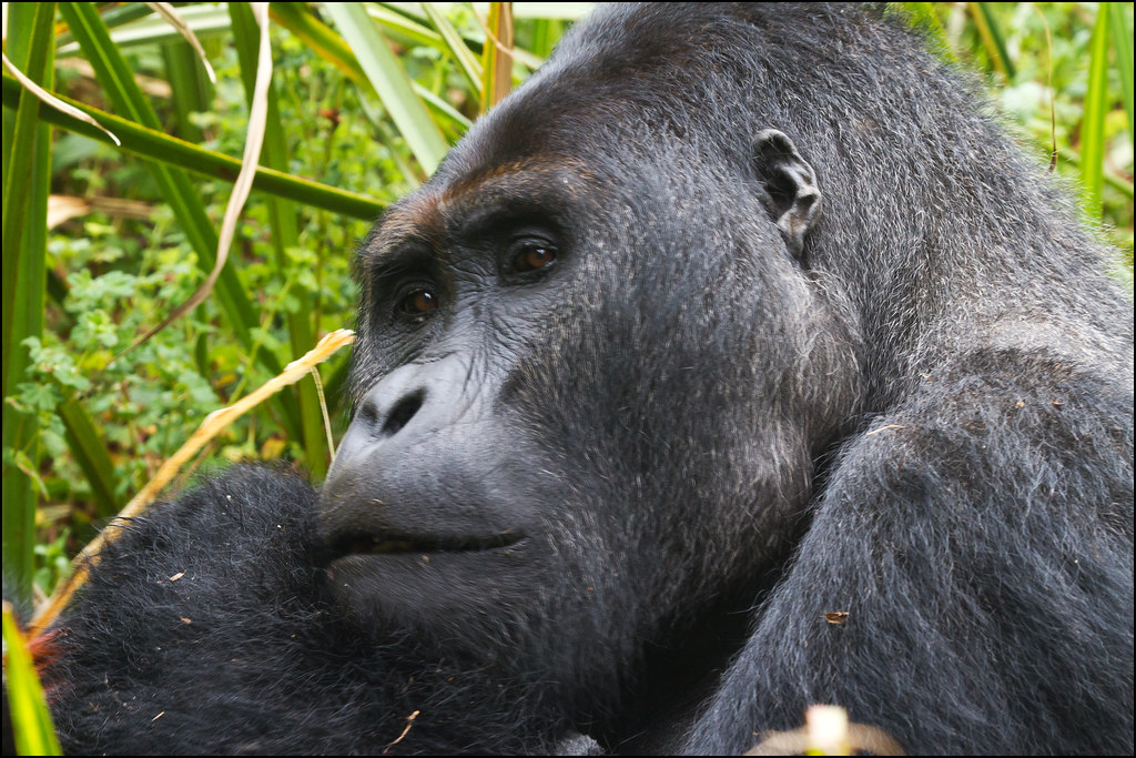 Fascinating Facts About the Eastern Lowland Gorillas