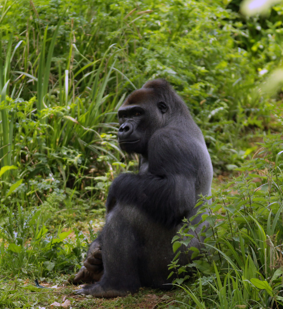 Silverback Gorilla Fun Facts