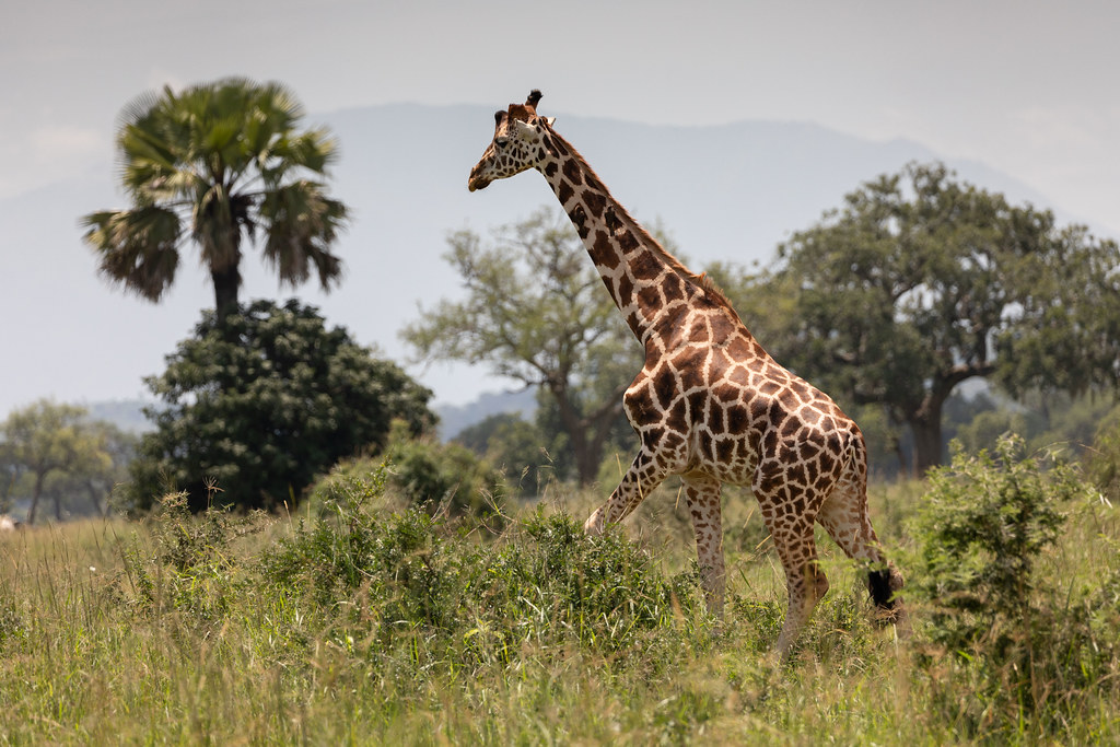 How to Get to Kidepo Valley National Park