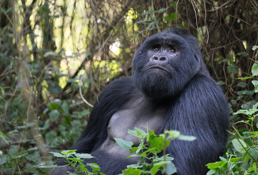 Nature Walks in Mgahinga Gorilla National Park