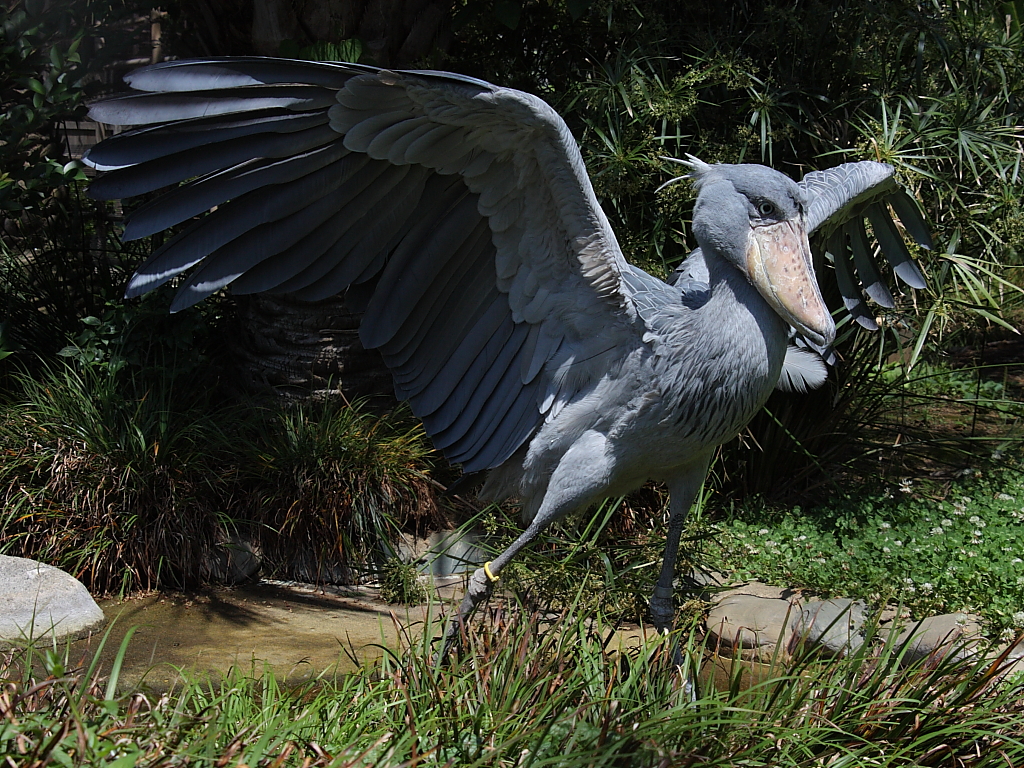 Tracking the Shoebill in East Africa
