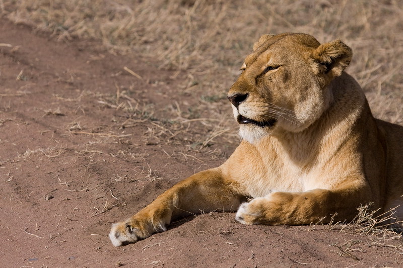 Where to Go in East Africa on a Photographic Safari
