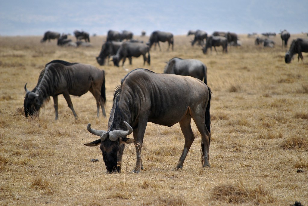Complete Guide to a Wildebeest Migration Safari
