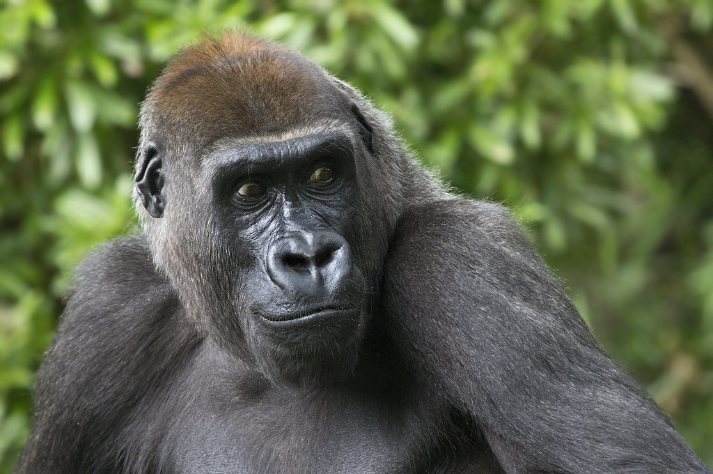 10 Endangered Animals You Might See on Safari