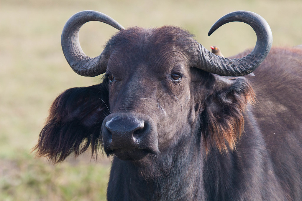 14 Wild Animals You Must See on an East African Safari (and Where to Find Them)