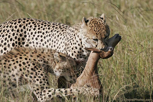 Luxury vs. Budget Safaris: Finding the Right Fit for Your Tanzania Experience