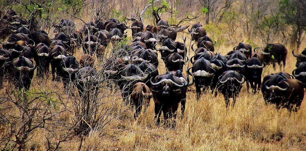 How Far in Advance to Book an East African Safari
