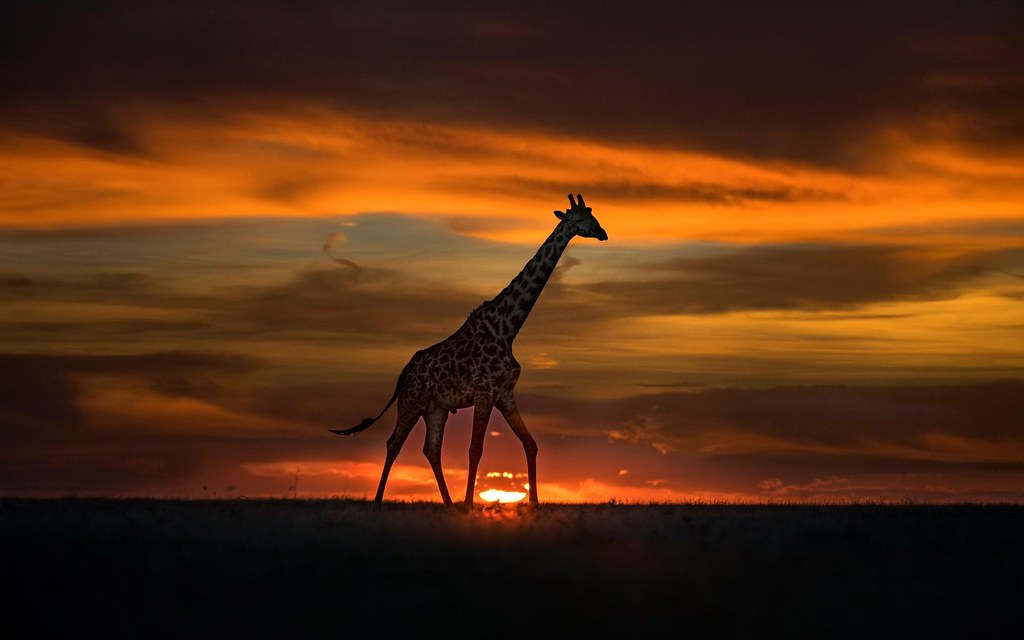 The Ultimate Guide to Luxury East African Safaris