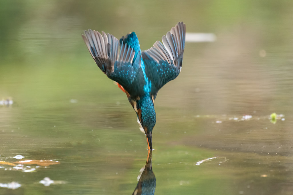 Tips to Improve Your Wildlife & Nature Photography