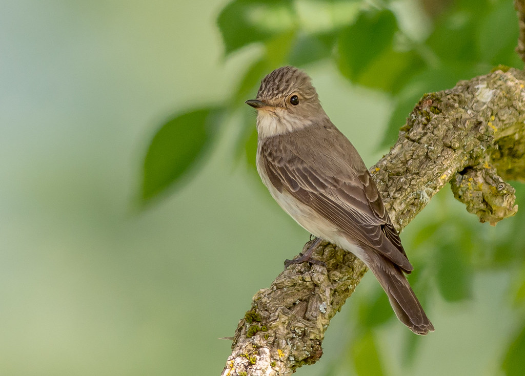 Tips to Improve Your Wildlife & Nature Photography