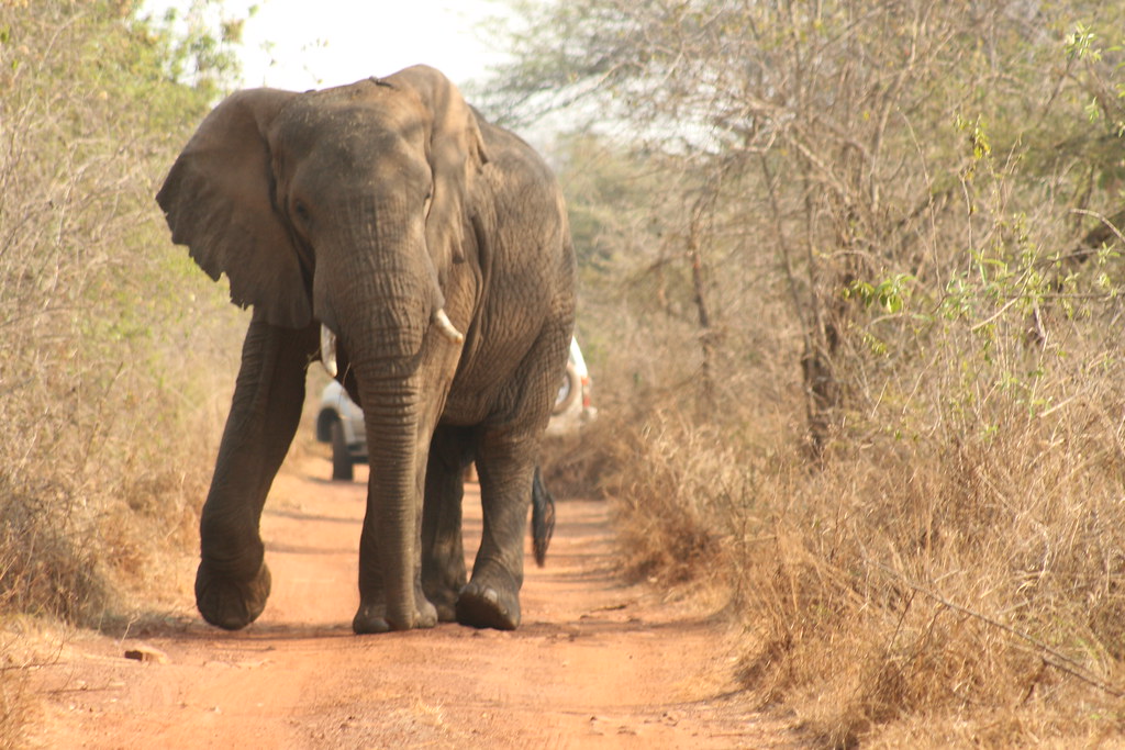 Remarkable Rwanda Safari Tours | Explore the Wild Beauty of the Land of a Thousand Hills