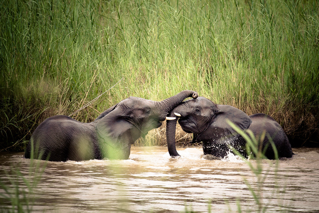 What Is the Biggest Wild Animal in Uganda?