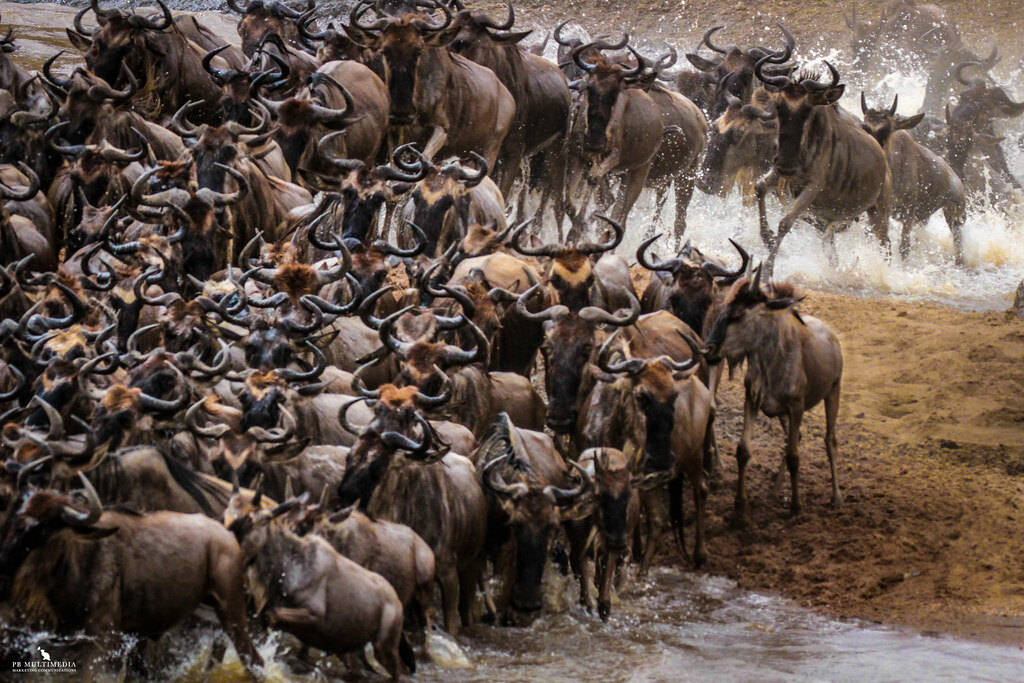 The Great Migration in Tanzania | When and Where to See It