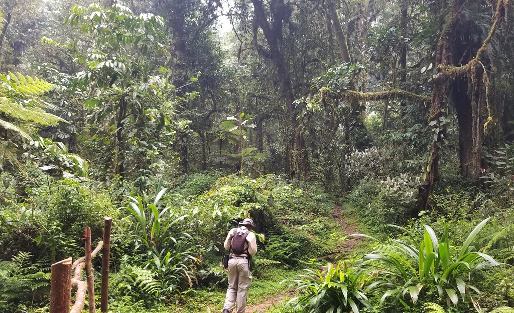 Gorilla Families in Rushaga Sector – Bwindi Impenetrable National Park