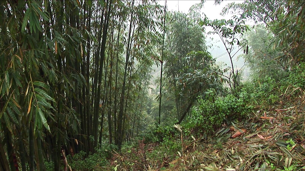 Common Concerns Regarding Safaris to Uganda