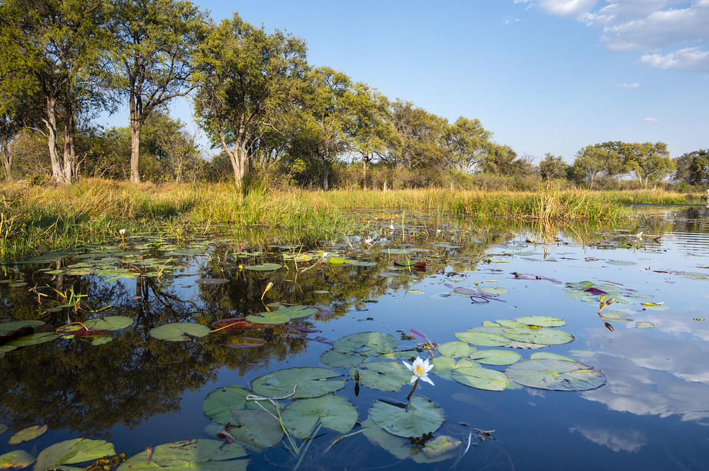 Best Safari in Africa – Top Destinations For First-Timers