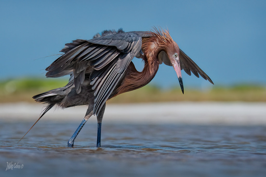 Bird Watching in Queen Elizabeth National Park