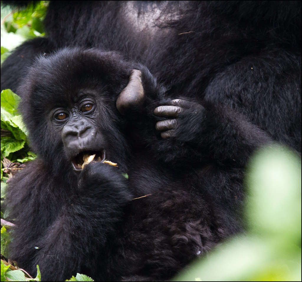 Luxury Gorilla Trekking Safaris and Tours in Uganda | Experience the Wild in Ultimate Comfort