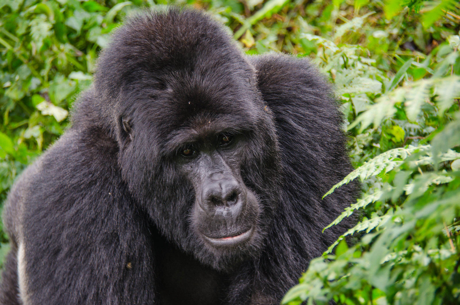 Gorilla Trekking Safari Combined with Wildlife Safaris in East Africa