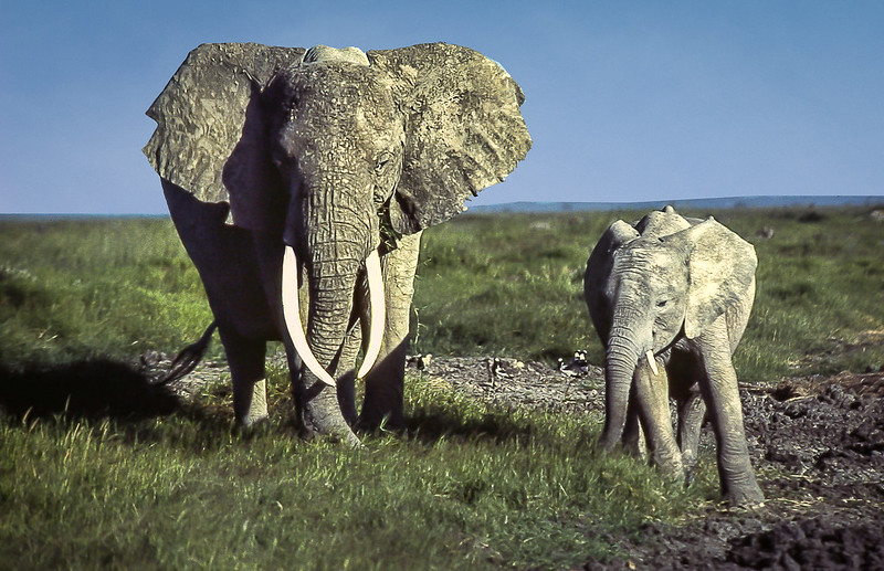 Amboseli National Park: The Kingdom Beneath Kilimanjaro’s Gaze