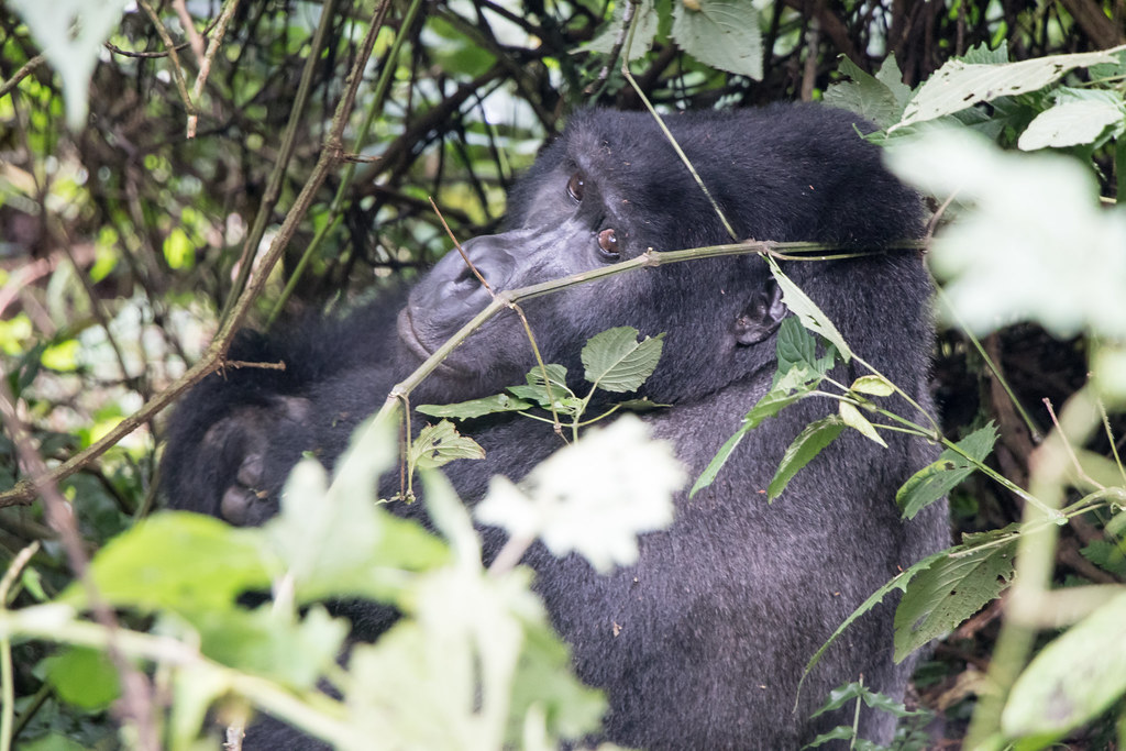 Ethical Considerations of Gorilla Trekking