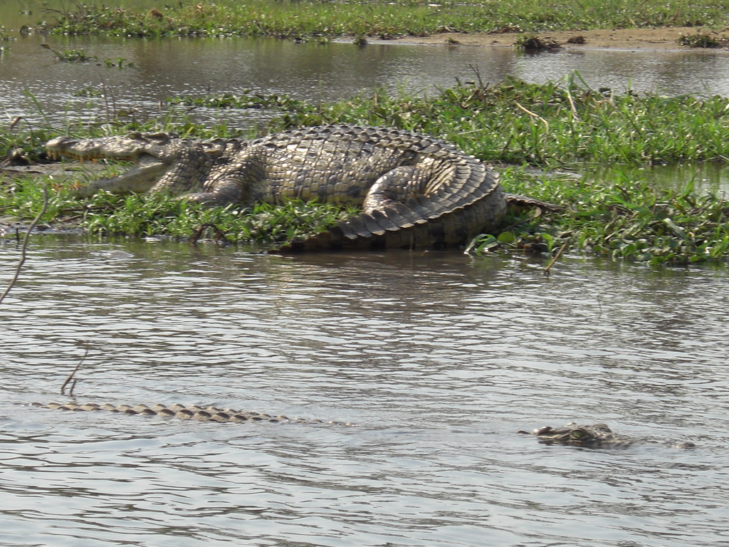 Uganda as a Unique Safari Destination
