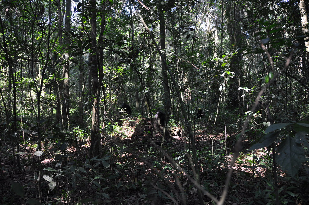 Guided Forest Walks in Kibale National Park