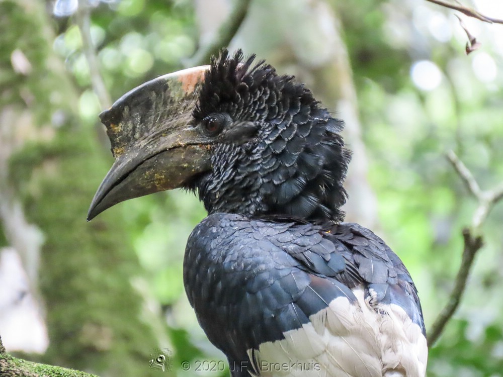 50 Wild Animals You Must See on an African Safari