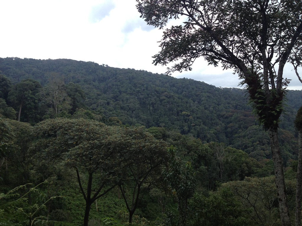 Is Nyungwe Worth Traveling To? – Discover Rwanda’s Pristine Rainforest Paradise