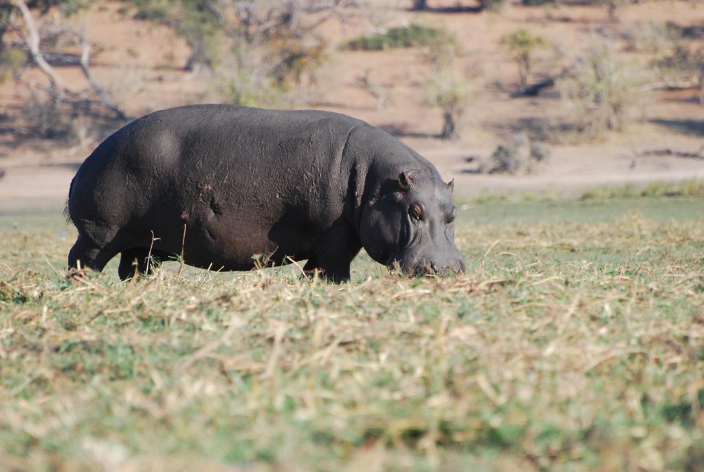 Top Safari Deals for 2025–2026– Explore Africa’s Wild Beauty on a Budget