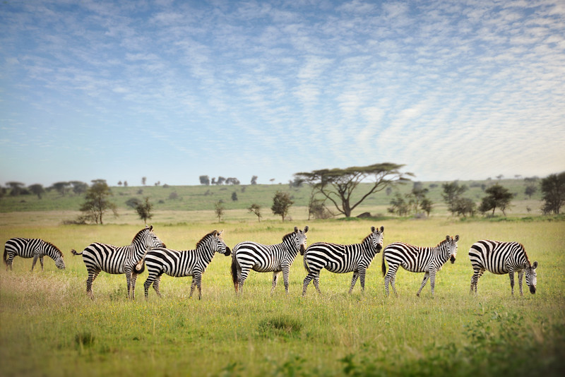 Why Visit Tanzania: The Timeless Heart of the African Safari