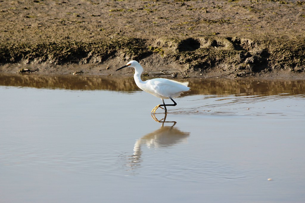 Birding in Bwindi Impenetrable National Park