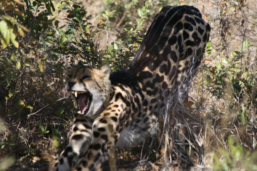 Are There Cheetahs in Uganda?