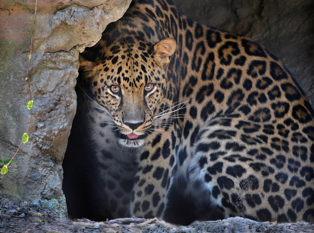 Top Destinations for Spotting Big Cats in Uganda