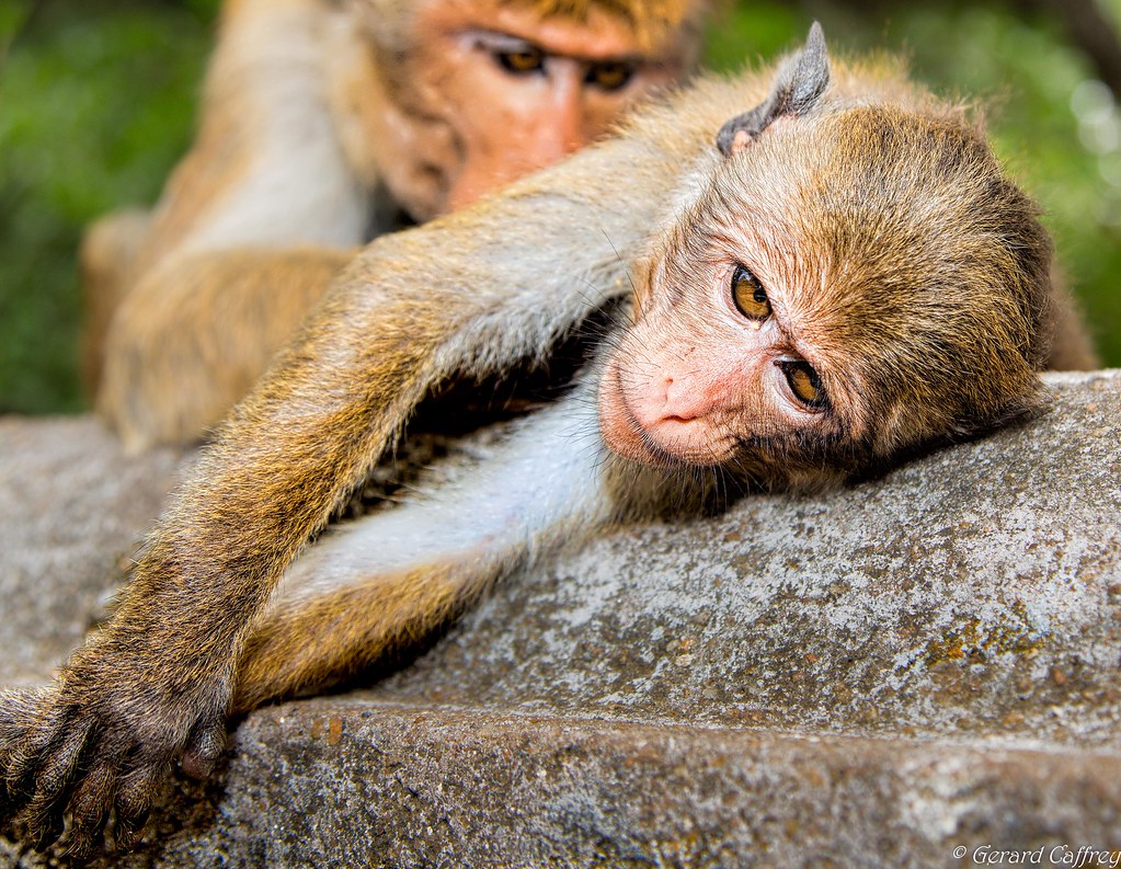 Primate Tracking Rules and Regulations in Uganda – Gorillas & Chimpanzees