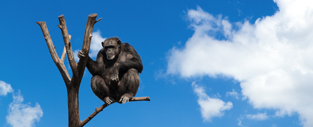 Why Seeing Chimpanzees in Uganda Is Africa’s Best Primate Tracking Experience
