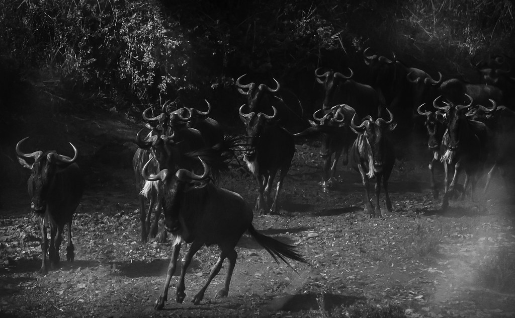 Best Time for Gorilla Trekking & Wildebeest Migration Safari – East Africa’s Ultimate Wildlife Seasons