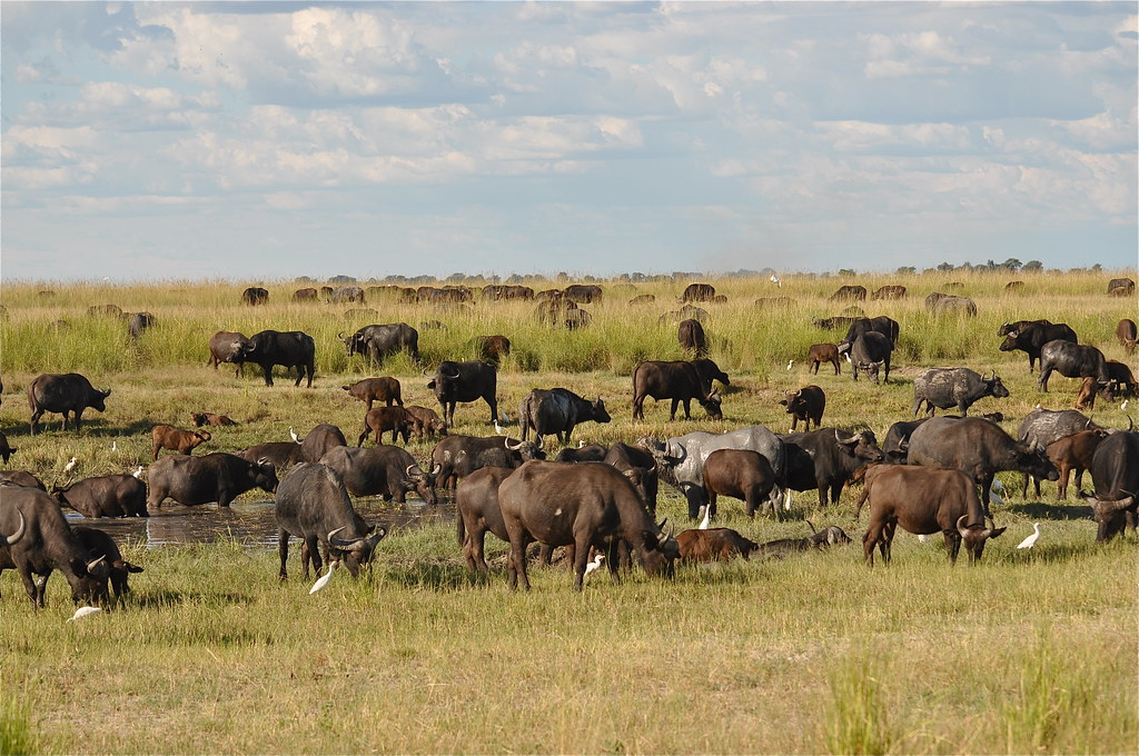 Best East African Adventure Safari Tours 2025–2026 – Combined East Africa Safaris