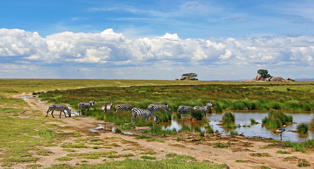 Which is the Best Safari in Tanzania?