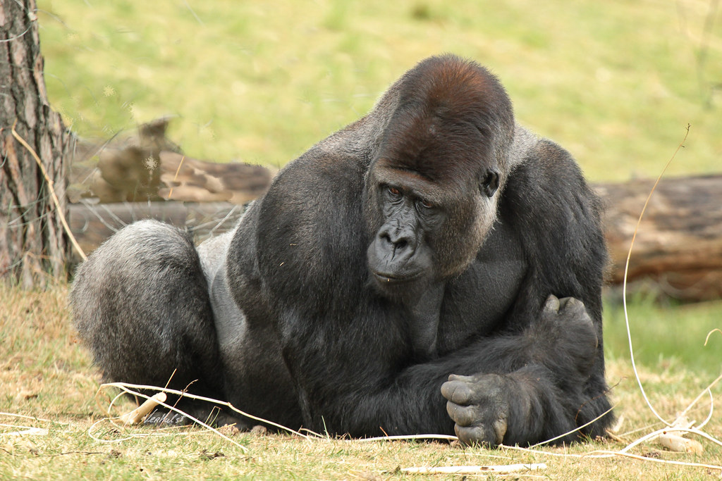 Silverback Gorilla Facts: Everything You Need to Know