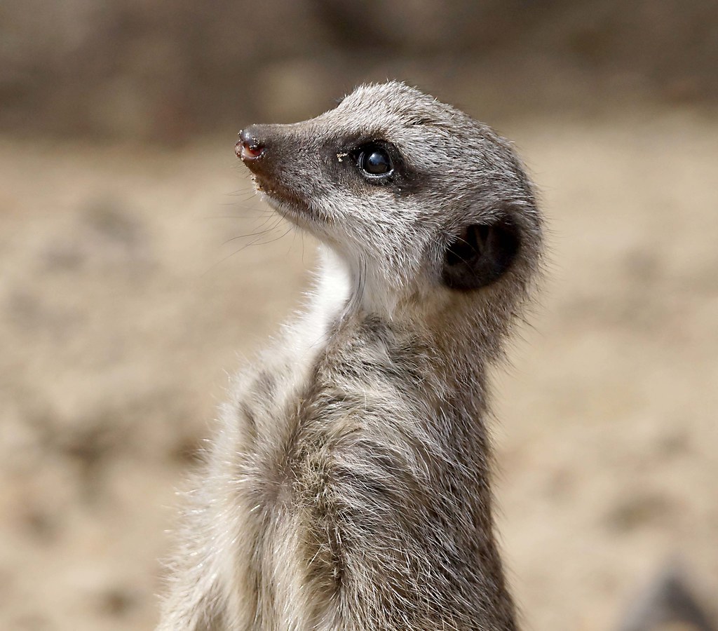 Best East African Safari Companies