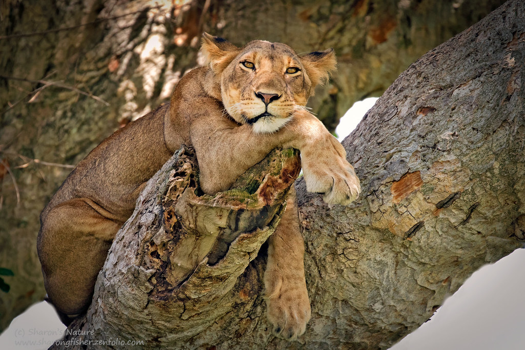 Tree Climbing Lions in Uganda: The Rare Pride of Queen Elizabeth National Park